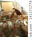 Flock of Young Mixed Breed Chickens on Wood Shavings Inside Coop 141171774