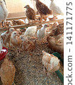 High Angle View of Growing Chickens and Water Fountain in Brooder 141171775