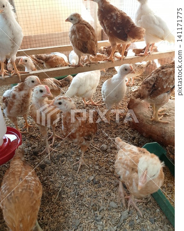 High Angle View of Growing Chickens and Water Fountain in Brooder High Angle View of Growing Chickens and Water Fountain in Brooder 141171775
