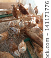 Group of Adolescent Chickens Perched and Foraging Inside Wooden Pen 141171776