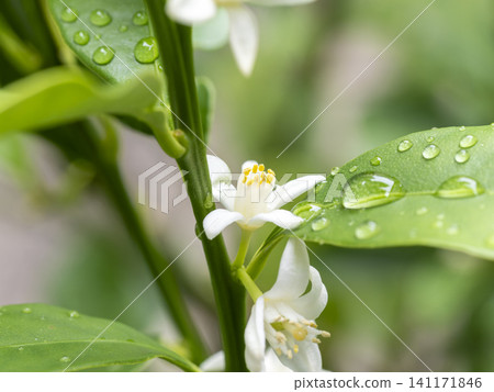 White kumquat blossoms, wet with rain White kumquat blossoms, wet with rain 141171846