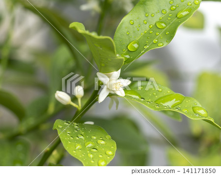 White kumquat blossoms, wet with rain White kumquat blossoms, wet with rain 141171850