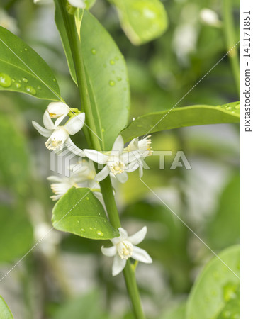 White kumquat blossoms, wet with rain White kumquat blossoms, wet with rain 141171851
