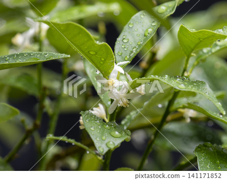 White kumquat blossoms, wet with rain White kumquat blossoms, wet with rain 141171852
