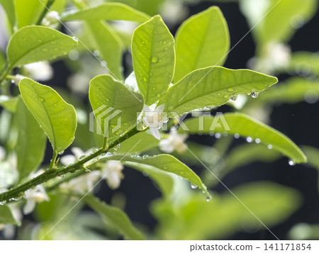 White kumquat blossoms, wet with rain White kumquat blossoms, wet with rain 141171854
