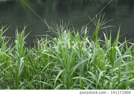 A colony of Japanese reeds growing in coastal wetlands. A colony of Japanese reeds growing in coastal wetlands. 141171900