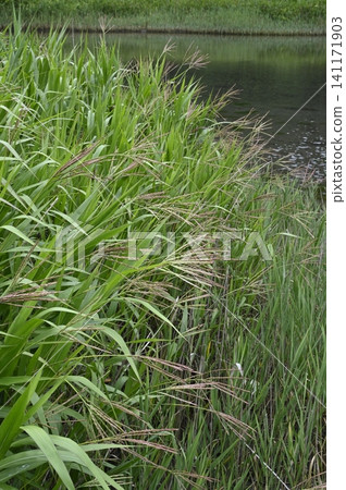 A colony of Japanese reeds growing in coastal wetlands. A colony of Japanese reeds growing in coastal wetlands. 141171903