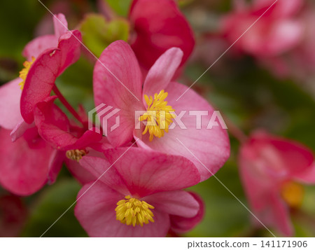 紅秋海棠(Begonia semperflorens)的特寫 紅秋海棠(Begonia semperflorens)的特寫 141171906