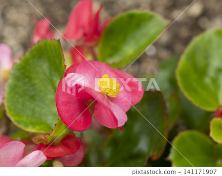 紅秋海棠(Begonia semperflorens)的特寫 紅秋海棠(Begonia semperflorens)的特寫 141171907