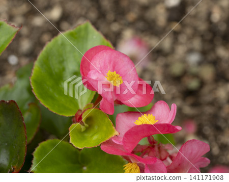 紅秋海棠（Begonia semperflorens）的特寫 141171908