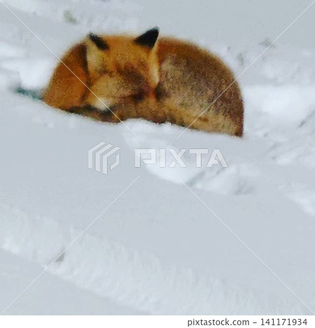 A wild red fox sleeping curled up on the snow in wintery Hokkaido. A wild red fox sleeping curled up on the snow in wintery Hokkaido. 141171934