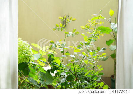 透過窗簾從屋內望向陽台花園;在明亮的陽台上享受園藝樂趣;陽台上擺放著盆栽植物。 透過窗簾從屋內望向陽台花園;在明亮的陽台上享受園藝樂趣;陽台上擺放著盆栽植物。 141172043