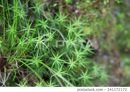 Alpine moss Alpine moss 141172172