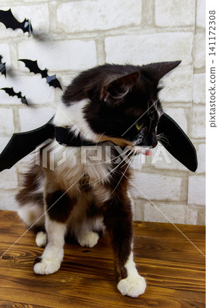 Beautiful cat wearing in Halloween bat costume Beautiful cat wearing in Halloween bat costume 141172308