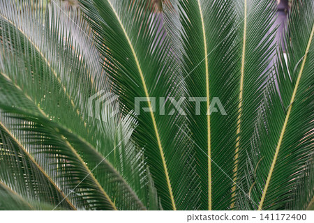 Close-up of lush green cycad palm leaves growing in a tropical garden. Vibrant evergreen foliage creates a natural background, symbolizing exotic plants, botanical beauty, nature, landscaping and Close-up of lush green cycad palm leaves growing in a tropical garden. Vibrant evergreen foliage creates a natural background, symbolizing exotic plants, botanical beauty, nature, landscaping and 141172400