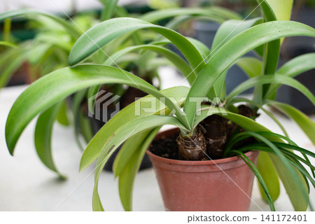 Clivia mClose-up of Clivia miniata growing in a flower pot. Healthy green foliage of an ornamental houseplant in a greenhouse. Concept of indoor gardening, botanical collection, home decor, plant care Clivia mClose-up of Clivia miniata growing in a flower pot. Healthy green foliage of an ornamental houseplant in a greenhouse. Concept of indoor gardening, botanical collection, home decor, plant care 141172401