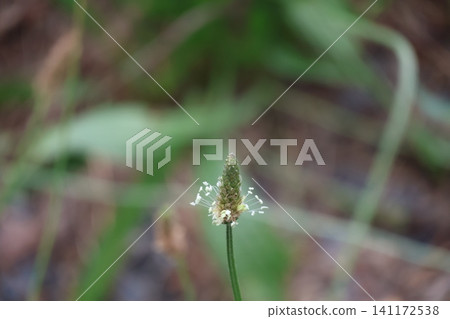 A close-up view of the white broadleaf plantain flower. A close-up view of the white broadleaf plantain flower. 141172538