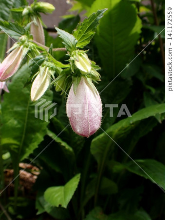 Campanula punctata, Kamakura Campanula punctata, Kamakura 141172559