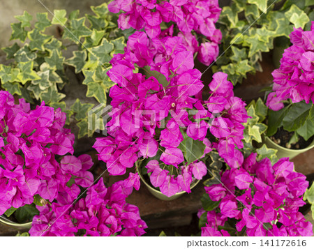 Vibrantly colored pink bougainvillea Vibrantly colored pink bougainvillea 141172616