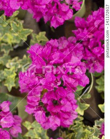 Vibrantly colored pink bougainvillea Vibrantly colored pink bougainvillea 141172617