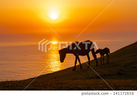 Sunrise and a mother and foal of the Misaki horses at Toi Cape Sunrise and a mother and foal of the Misaki horses at Toi Cape 141172658