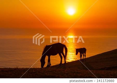 Sunrise and a mother and foal of the Misaki horses at Toi Cape Sunrise and a mother and foal of the Misaki horses at Toi Cape 141172660