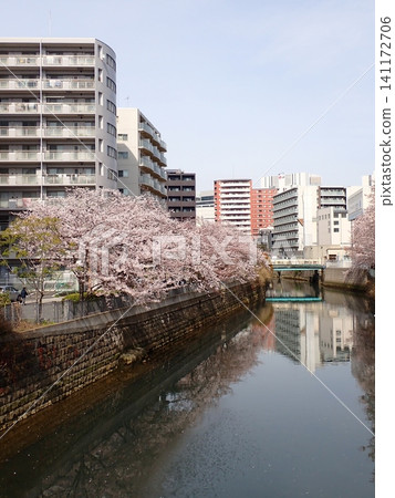 Sakura Sakura 141172706