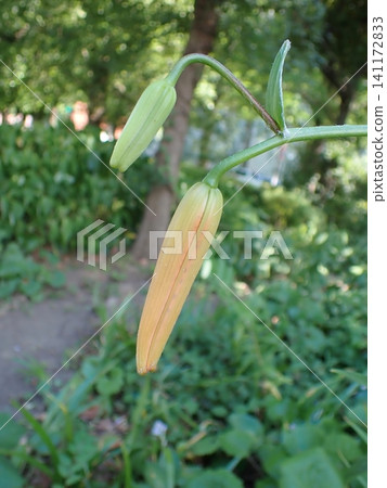 虎百合花蕾 虎百合花蕾 141172833