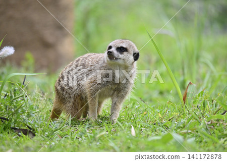 Cute little meat cat Cute little meat cat 141172878