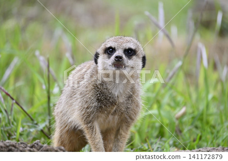 Cute little meat cat Cute little meat cat 141172879