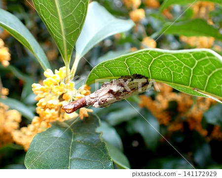Osmanthus fragrans, bagworm Osmanthus fragrans, bagworm 141172929