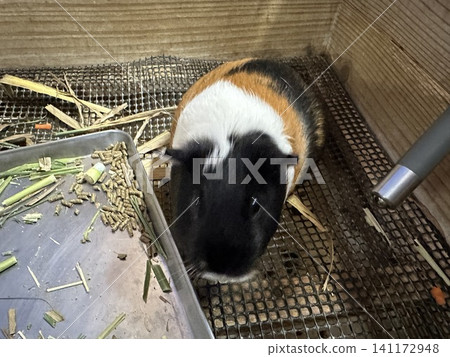 Guinea pig Guinea pig 141172948