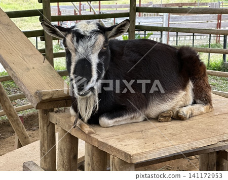 動物 141172953
