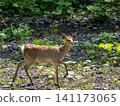 Ezo deer 141173065
