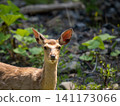 Ezo deer 141173066