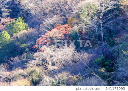 [Kanagawa Prefecture] Red berries of the Japanese spindle tree and winter trees on a mountain slope 141173093