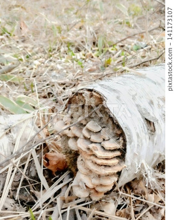 A wild fungus that parasitizes birch trees: Monkey's Seat (Sarunokoshikake) A wild fungus that parasitizes birch trees: Monkey's Seat (Sarunokoshikake) 141173107