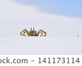 Shallow focus of a Tufted ghost crab (Ocypode cursor) on a sandy beach - Boa Vista, Cape Verde. 141173114
