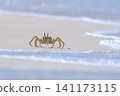 Shallow focus of a Tufted ghost crab (Ocypode cursor) on a sandy beach - Boa Vista, Cape Verde. 141173115