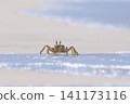 Shallow focus of a Tufted ghost crab (Ocypode cursor) on a sandy beach - Boa Vista, Cape Verde. 141173116
