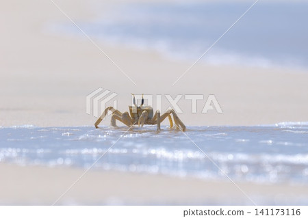Shallow focus of a Tufted ghost crab (Ocypode cursor) on a sandy beach - Boa Vista, Cape Verde. Shallow focus of a Tufted ghost crab (Ocypode cursor) on a sandy beach - Boa Vista, Cape Verde. 141173116