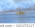 Shallow focus of a Tufted ghost crab (Ocypode cursor) on a sandy beach - Boa Vista, Cape Verde. 141173117