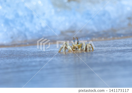Shallow focus of a Tufted ghost crab (Ocypode cursor) on a sandy beach - Boa Vista, Cape Verde. Shallow focus of a Tufted ghost crab (Ocypode cursor) on a sandy beach - Boa Vista, Cape Verde. 141173117