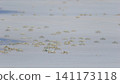 Shallow focus of a Tufted ghost crab (Ocypode cursor) on a sandy beach - Boa Vista, Cape Verde. 141173118