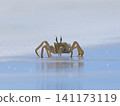 Shallow focus of a Tufted ghost crab (Ocypode cursor) on a sandy beach - Boa Vista, Cape Verde. 141173119