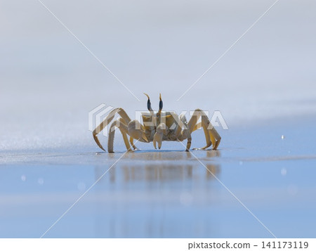 Shallow focus of a Tufted ghost crab (Ocypode cursor) on a sandy beach - Boa Vista, Cape Verde. Shallow focus of a Tufted ghost crab (Ocypode cursor) on a sandy beach - Boa Vista, Cape Verde. 141173119