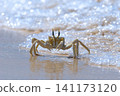 Shallow focus of a Tufted ghost crab (Ocypode cursor) on a sandy beach - Boa Vista, Cape Verde. 141173120