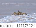 Shallow focus of a Tufted ghost crab (Ocypode cursor) on a sandy beach - Boa Vista, Cape Verde. 141173121