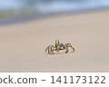 Shallow focus of a Tufted ghost crab (Ocypode cursor) on a sandy beach - Boa Vista, Cape Verde. 141173122