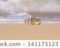 Shallow focus of a Tufted ghost crab (Ocypode cursor) on a sandy beach - Boa Vista, Cape Verde. 141173123